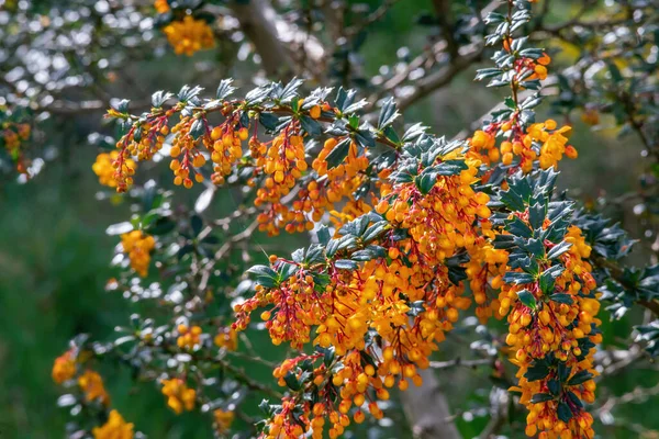 Darwinovy Barvířské Květy Jaře Slunečného Dne — Stock fotografie