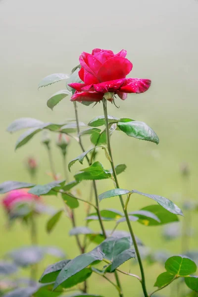 Parlak Bir Arka Planda Kırmızı Gül Yağmurdan Sonra Çiçek Açar — Stok fotoğraf