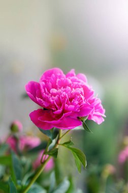 Çiçek açan güzel pembe şakayık çiçeği. Yakın görünüm.