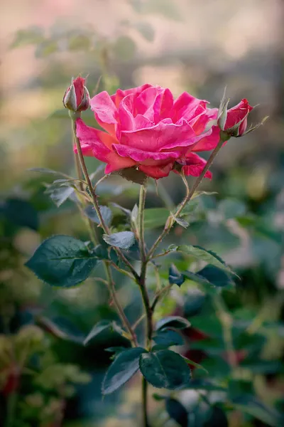 Närbild Rosa Ros Blomma Och Knoppar — Stockfoto
