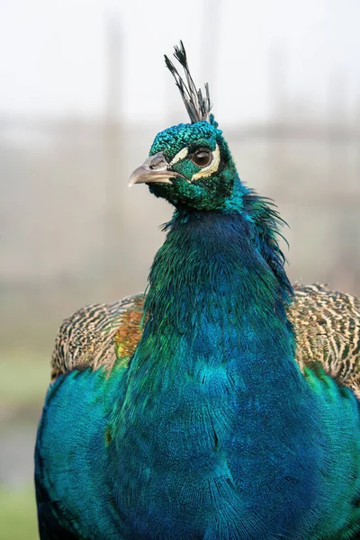 Retrato Pavo Real Macho Día Nublado Otoño — Foto de Stock