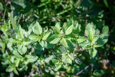 Güneşli bahar gününde ormanda küçük Nettle yaprakları