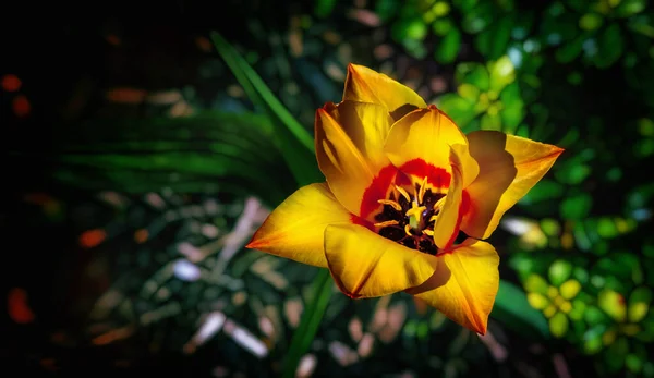 Flor Tulipa Vermelha Amarela Fundo Escuro Vista Superior — Fotografia de Stock