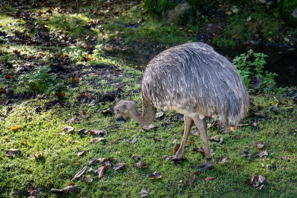 Ñandú Darwin Hierba Otoño Mañana Soleada — Foto de Stock