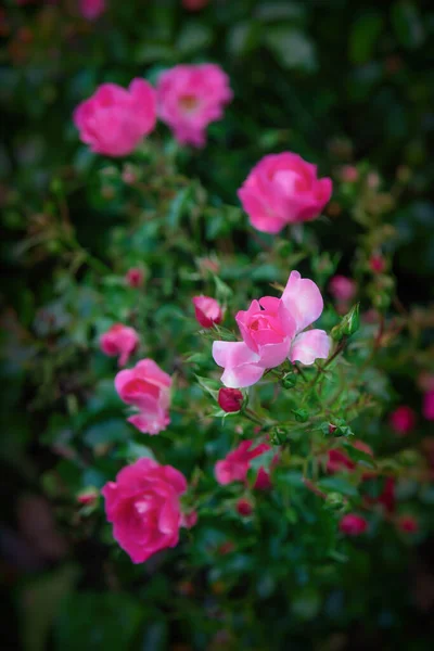 Pink Rose Blossoms Summer Close View — Stock Photo, Image