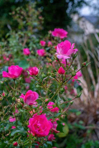 粉红色的玫瑰在夏天开花 — 图库照片