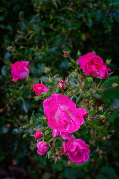 Różowe Kwiaty Róż Latem Widok Bliski — Zdjęcie stockowe