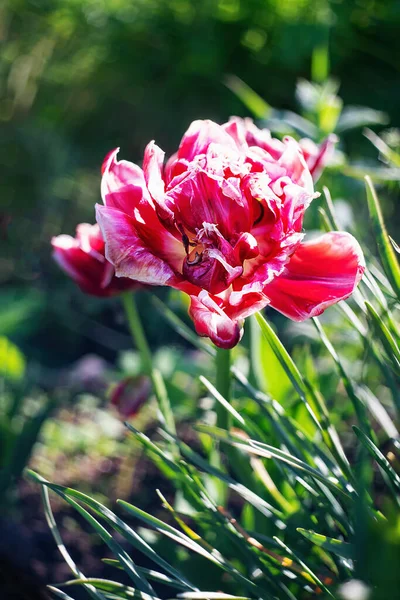 Une Tulipe Blanche Rouge Pleine Fleur Gros Plan — Photo