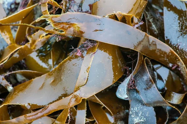 Folhas Alga Marinha Molhadas Brilhantes Uma Areia Fechar — Fotografia de Stock