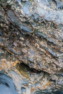 Dalgalar çekildiğinde ıslak kayalar ve kum. Yakın görünüm.