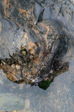 Dalgalar çekildiğinde ıslak kayalar ve kum. Yakın görünüm.