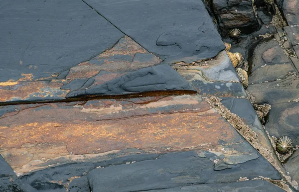 Dalgalar Çekildiğinde Deniz Kabukları Olan Islak Kayalar Yakın Görünüm — Stok fotoğraf