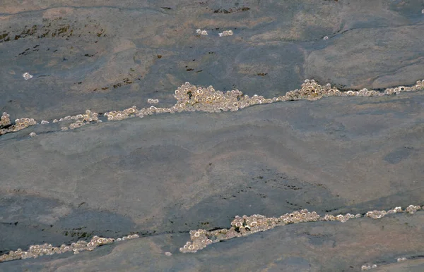 Wet Rokcs Shells Low Tide Close View — Stock Photo, Image
