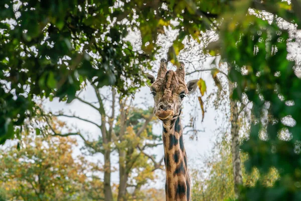 Visage Girafe Regardant Travers Les Feuilles Sur Fond Ciel — Photo