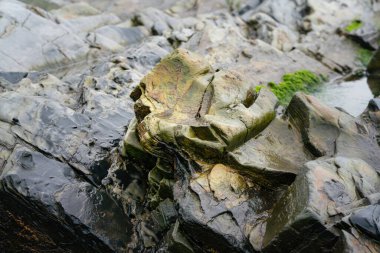Islak kayalar ve yosunlu su alçak gelgitte. Yakın görünüm.