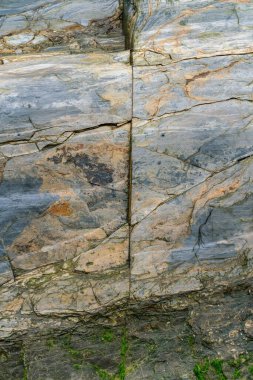 Parlak, ıslak bir kaya, alçak bir gelgitte. Yakın görünüm.