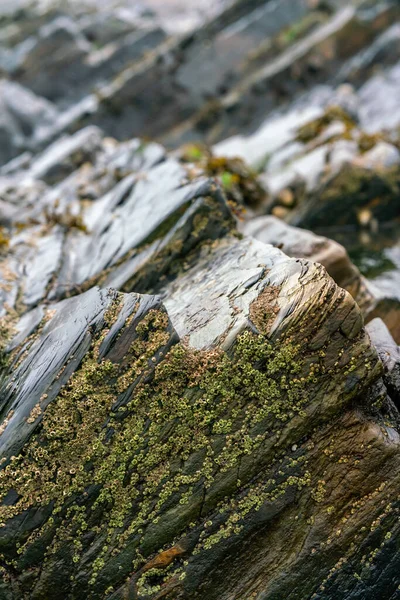 Шинный Цветной Мокрый Камень Маслом Водой Время Отлива Close View — стоковое фото