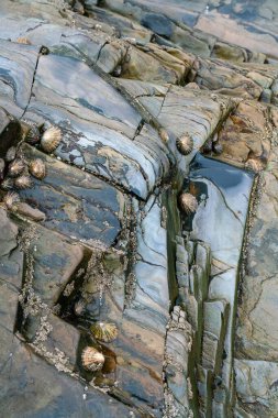 Alçak gelgitte parlak, ıslak bir kaya parçası. Kapat..