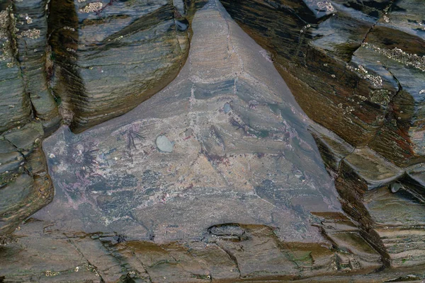 Brillante Roca Húmeda Colores Una Marea Baja Cerca — Foto de Stock