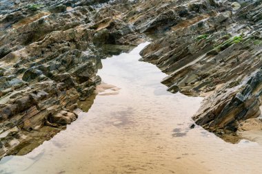 Alçak gelgitte parlak, ıslak bir kaya parçası. Yakın görünüm.