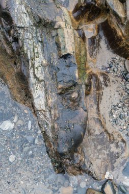 Alçak gelgitte parlak, ıslak bir kaya parçası. Yakın görünüm.