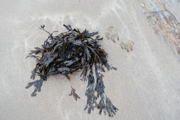 Sea Weed Sand Close — Stock Photo, Image