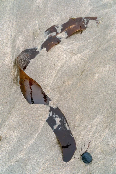 Wet Seawead Leaf Samll Stone Sand Close — Stock Photo, Image