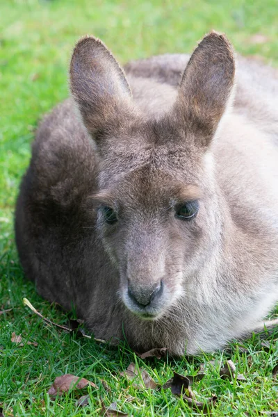 Sonbaharda Çimlerin Üzerinde Bennett Wallaby Portresi — Stok fotoğraf