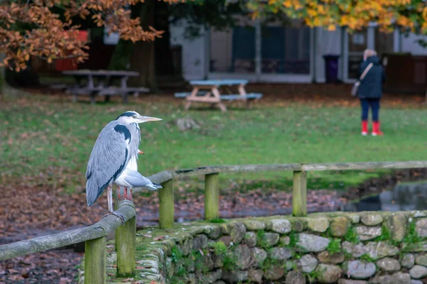 Szürke Heron Kerítésen Parkban — Stock Fotó