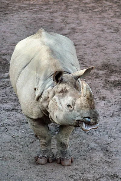 Rinoceronte Indiano Chão Barro Luz Manhã — Fotografia de Stock