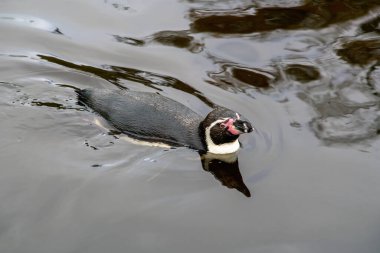 Karanlık sulardaki Humboldt pengueni. Kapat..