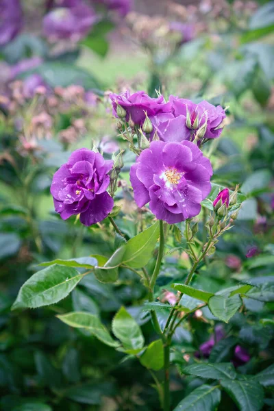 Rapsody Floribunda Azul Rosa Flores Após Chuva — Fotografia de Stock