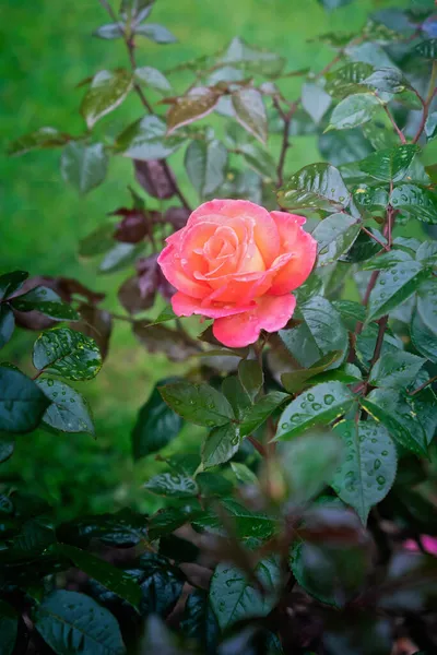 Paddy Stephens Hybrid Tea Rosenblüte Mit Wassertropfen Nach Regen Enge — Stockfoto