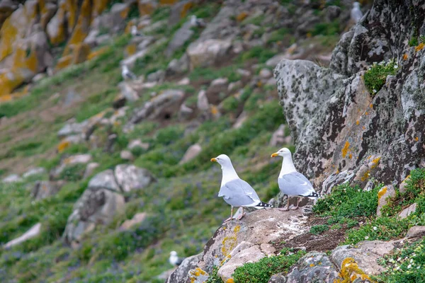 Two Herring Gulls sitting on the cliff in Saltee Islands.Ireland.