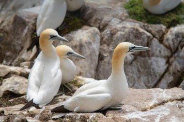 Kuzey gannet (Morus bassanus). Seabird, gannet ailesinin en büyük türü. Saltee Adaları'ndaki kayalıklarda kuşlar. İrlanda.