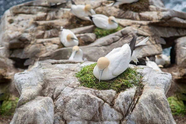 Basstölpel Morus Bassanus Seevögel Die Größte Art Aus Der Familie — Stockfoto