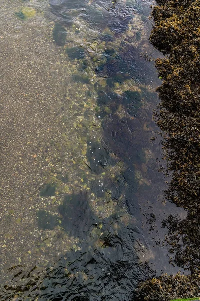 Meerblick Mit Seegras Von Oben Gesehen Aus Nächster Nähe — Stockfoto