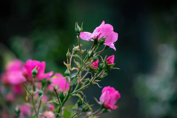 Rosa Rosa Flores Botões Outono Após Chuva — Fotografia de Stock