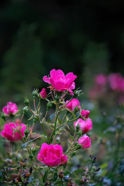 Pink Rose Blossoms Buds Autumn Rain — Stock Photo, Image
