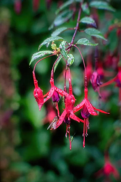 Hardy fuchsia blossoms with insects in summer after rain.Close up.