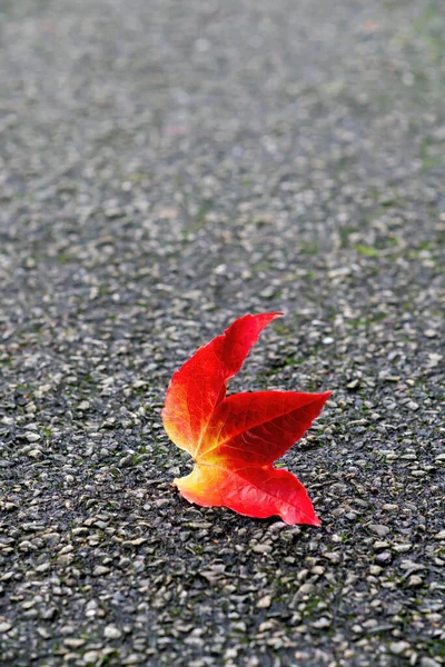 가을에 아스팔트 포장에 보스턴 아이비 — 스톡 사진
