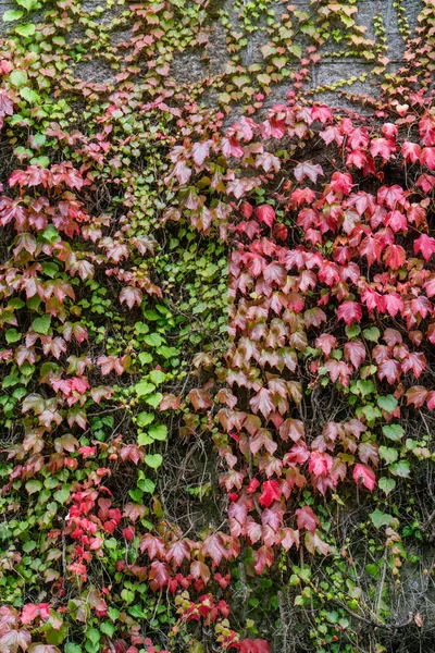 Colorido Boston Hera Planta Parede Outono Vista Aproximada — Fotografia de Stock