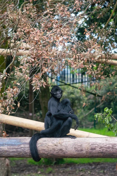 Mono Araña Negro Colombiano Hembra Con Cachorro Este Mono Uno —  Fotos de Stock