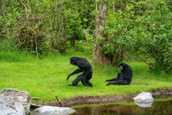 Siamang Gibbons Közel Víz Parkban Nyáron — Stock Fotó