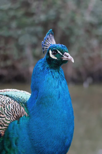 Retrato Pavo Real Macho Otoño — Foto de Stock