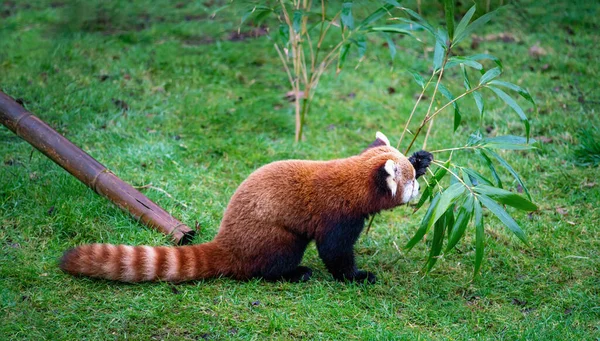 Kızıl Panda Çimlerin Üzerinde Bambu Yaprakları Yiyor — Stok fotoğraf
