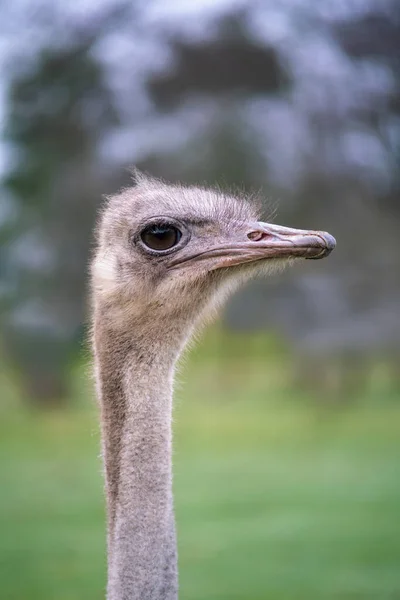 Portait Straus Homályos Háttér — Stock Fotó