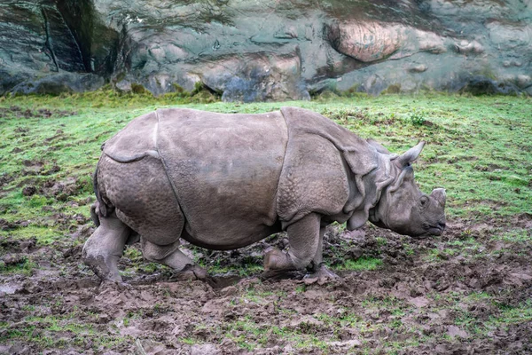 Indický Nosorožec Jílovité Půdě Kameny Pozadí — Stock fotografie