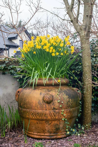 Narcissus Pseudonarcissus Großen Tontopf Garten Frühjahr Enge Sicht — Stockfoto