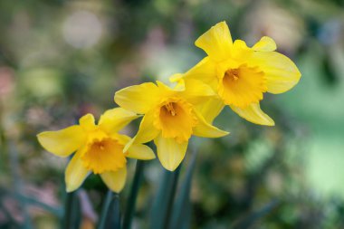 Narcissus pseudonarcissus (yaygın olarak yabani nergis ya da perhiz zambağı olarak bilinir) uzun ömürlü bir çiçek bitkisidir. Kapat.